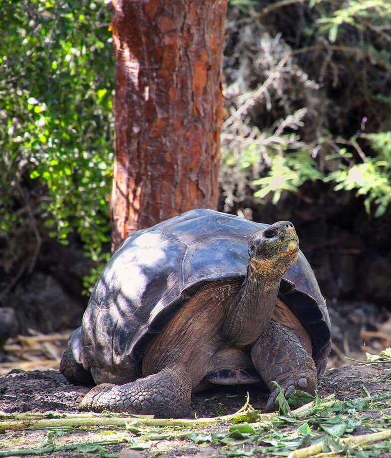 Gaze out over the landscape of the Galapágos Islands from the Monique's upper deck, and head on shore to learn about giant tortoise conservation at the Charles Darwin Research Station.