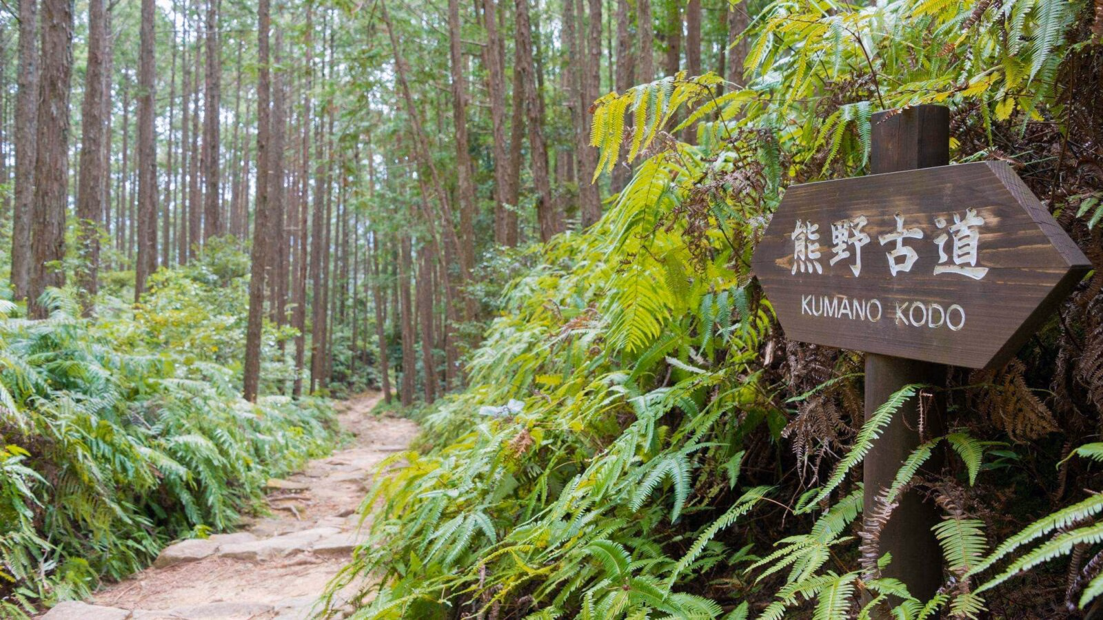 A wooden sign marked Kumano Kodo along a dirt trail through a dense forest with ferns.