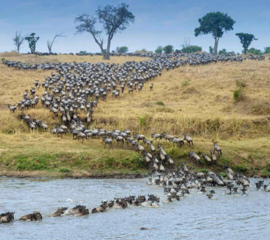 A massive herd of wildebeests crossing a river and moving up a grassy hill.