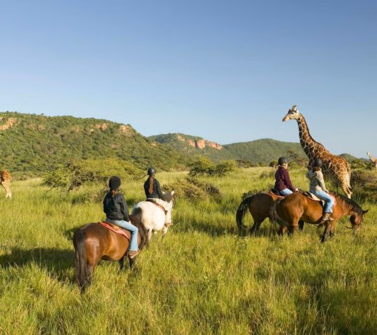 Four horse riders in a grassy field in Kenya looking at giraffes.