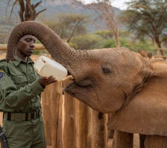 A keeper in a green uniform feeding a bottle of milk to a young elephant outdoors.