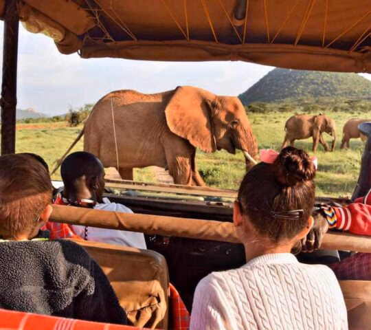 Children and guides inside a safari truck watching a large elephant stand near a dirt track in a savanna field.