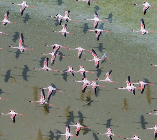 Aerial view of pink flamingos flying in formation over shallow green water casting clear shadows.