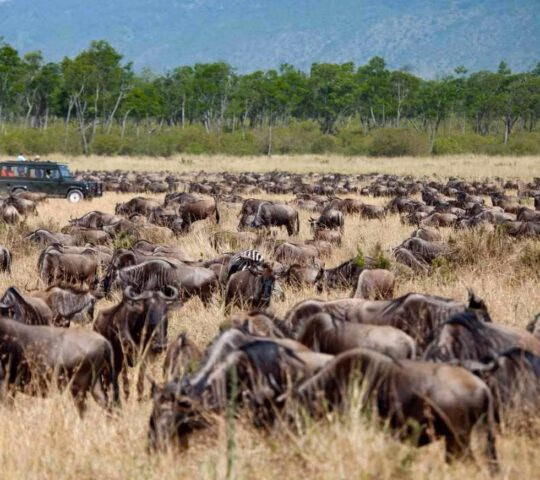 A massive herd of wildebeests grazing in dry grassland with a safari vehicle in the background.