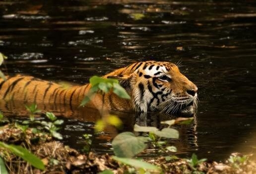 Drift along the Brahmaputra river on the MV Rudra Singha II, and step ashore to search for wildlife like Bengal tigers and one-horned rhinos.