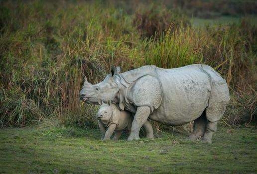 Drift along the Brahmaputra river on the MV Rudra Singha II, and step ashore to search for wildlife like Bengal tigers and one-horned rhinos.