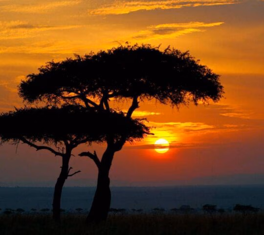 Silhouette of an acacia tree against a bright orange and red sunset sky over an open plain.