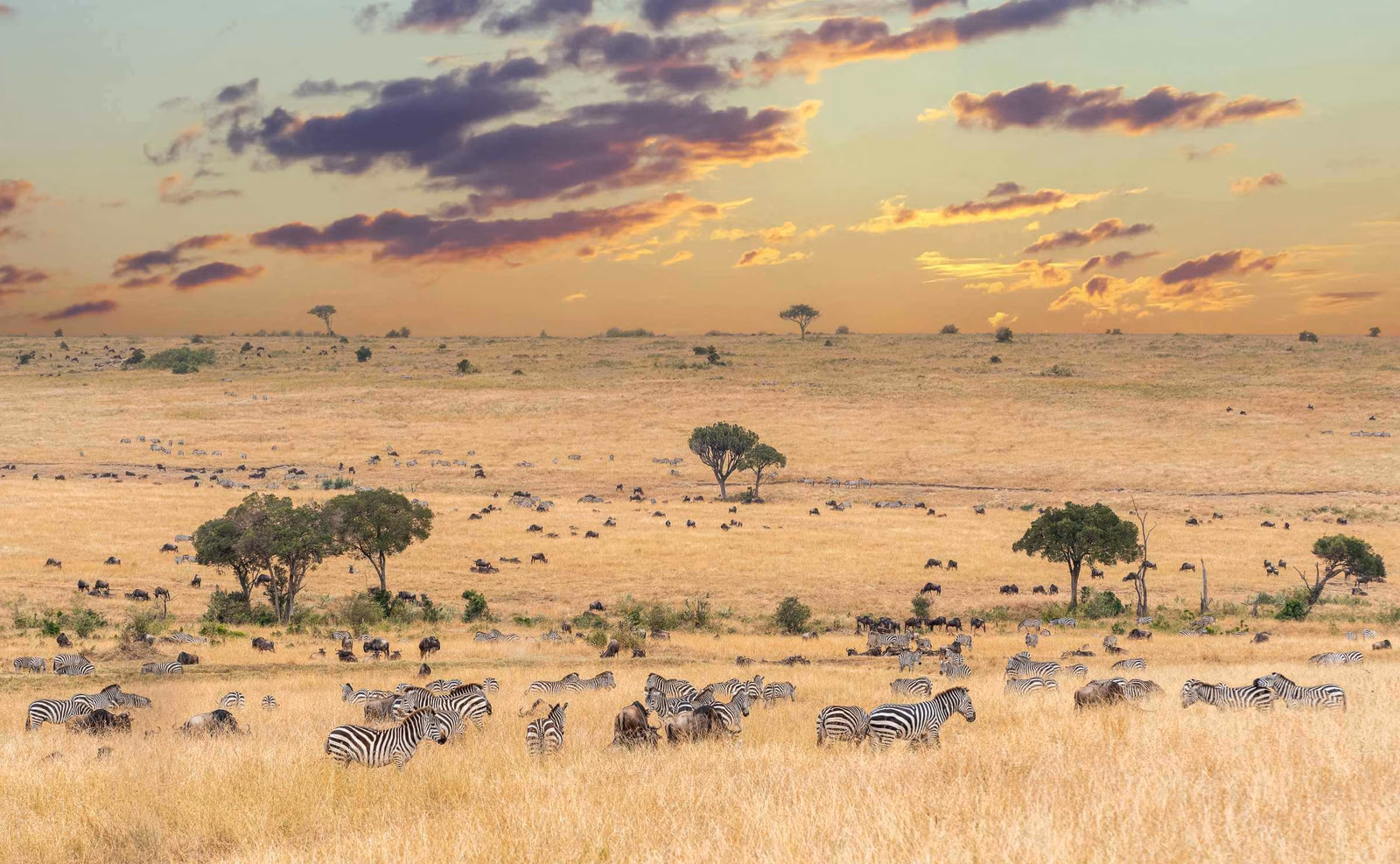 A wide landscape of zebras and wildebeests grazing in dry grassland under a colourful sunset sky in Kenya.