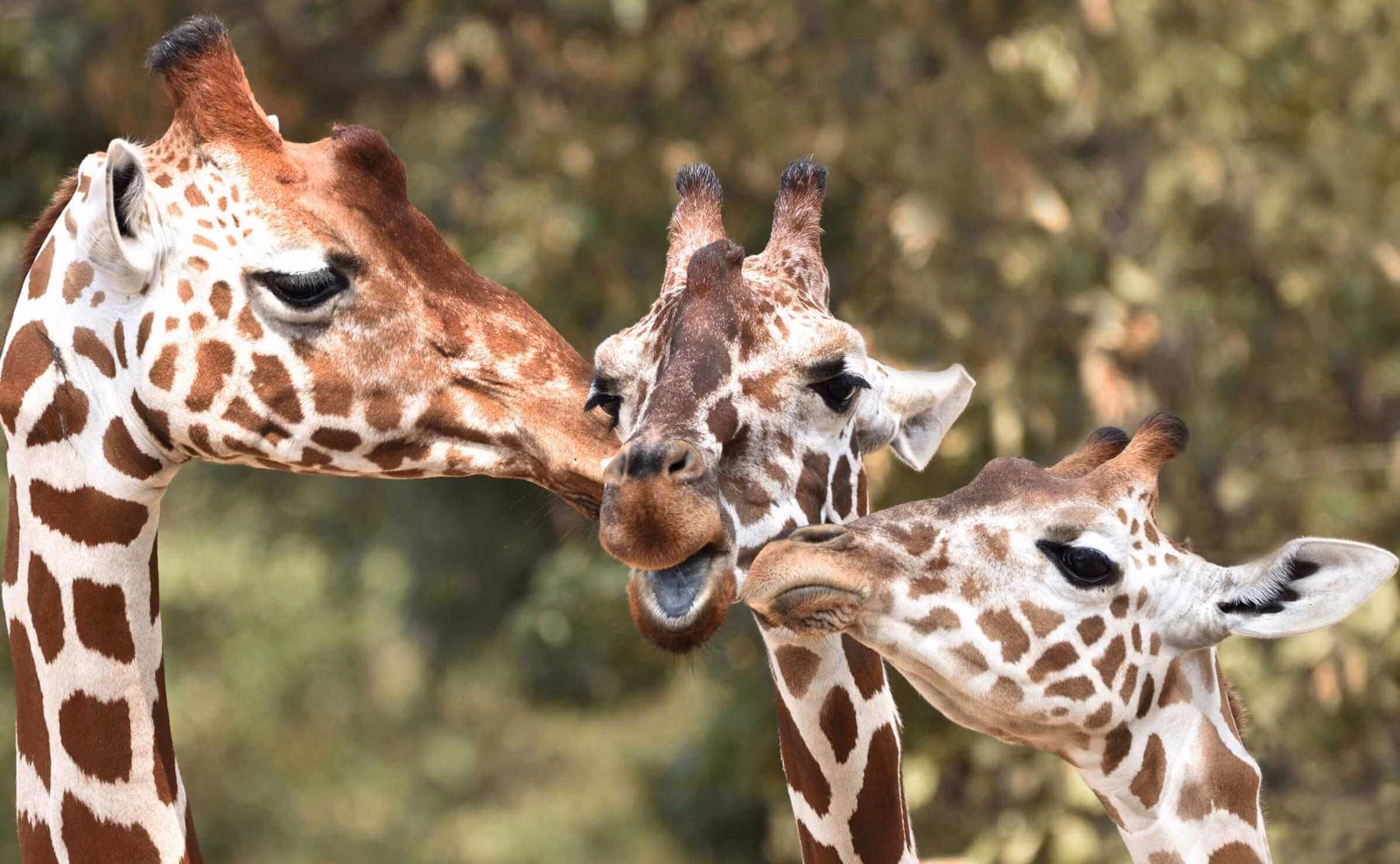 Close-up of three reticulated giraffes gently nuzzling each other against a blurred natural green background.