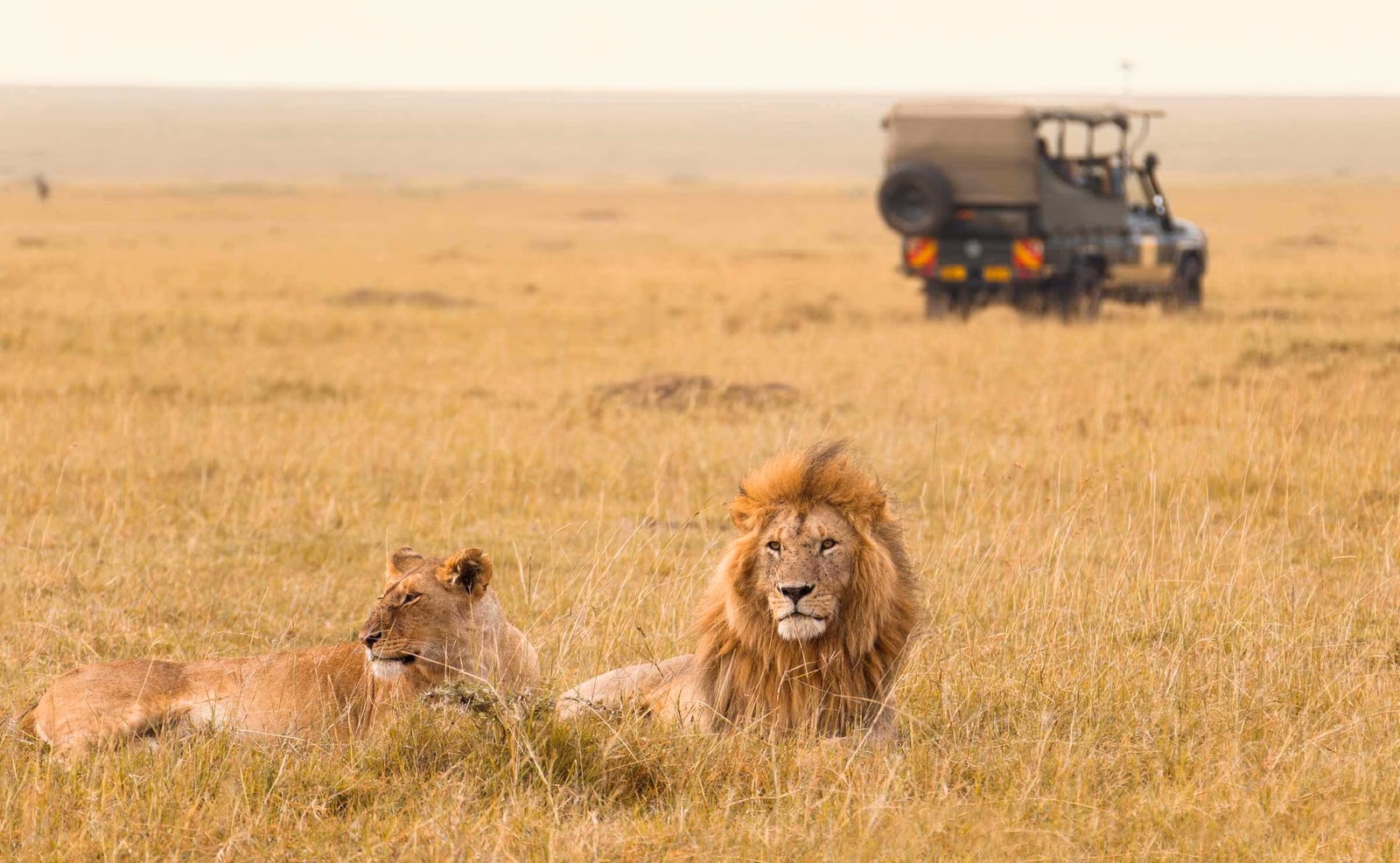 A male lion and lioness lying down in tall yellow grass with a safari vehicle in the background.