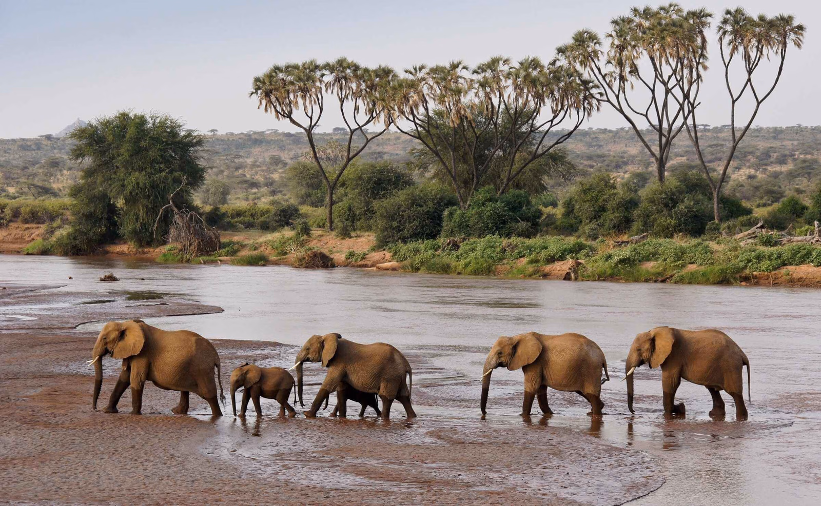 A herd of elephants walking in single file across a shallow river with palm trees in the background.