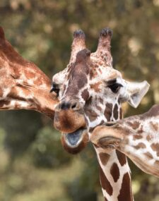 A Private Family Safari Adventure Through Kenya