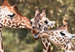 A Private Family Safari Adventure Through Kenya