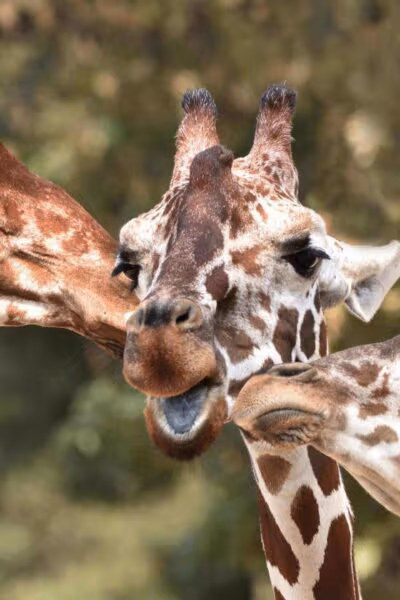 A Private Family Safari Adventure Through Kenya