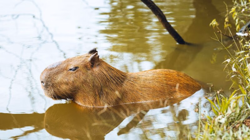 A brown capybara wading through murky water next to a grassy bank in Australia
