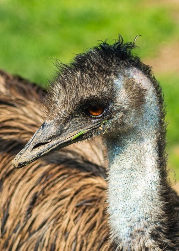 Close-up profile of an emu with brown feathers and an orange eye in Australia.