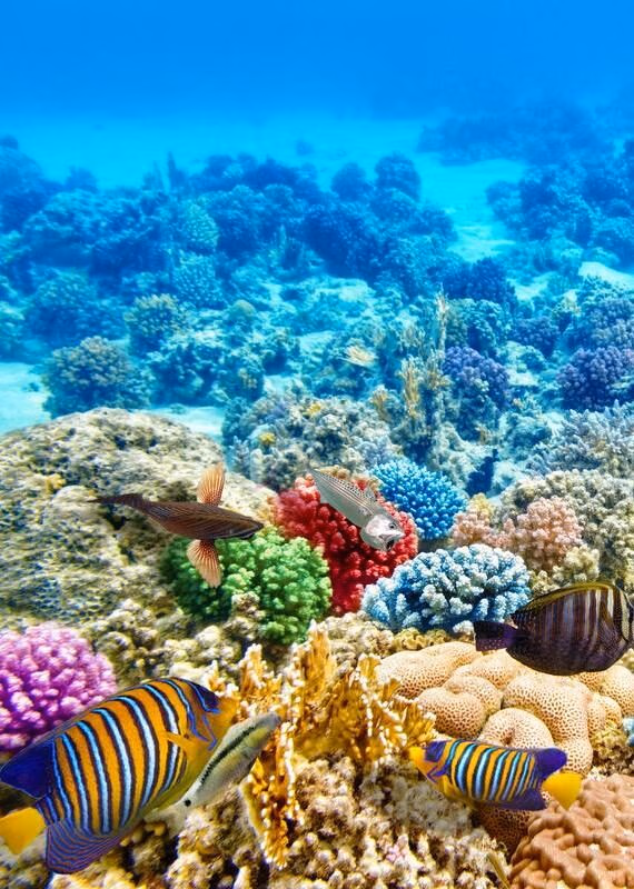Colorful corals and tropical fish swimming underwater at the Great Barrier Reef in Australia.