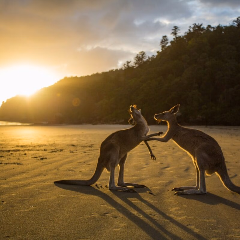Two kangaroos interacting on a sandy beach in Australia during a glowing golden sunset.