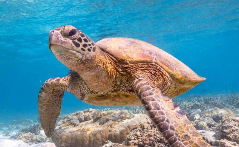 A large sea turtle swimming underwater over a coral reef in the clear blue ocean waters of Australia.