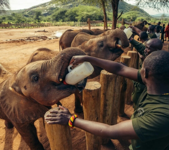 Young elephants being fed at Reteti Elephant Sanctuary.
