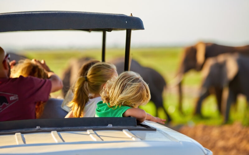 A family looking out from a white safari vehicle at several elephants walking across a grassy plain in the distance.