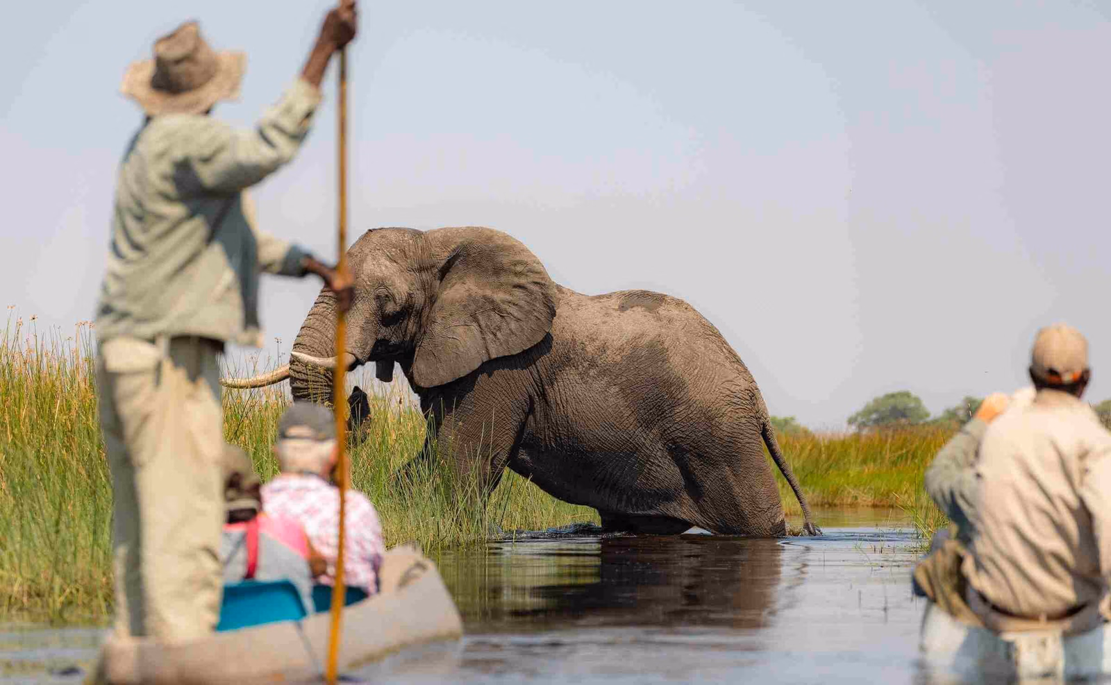 People travelling in a mokoro canoe next to an elephant climbing out the river on safari in the Okavango Delta