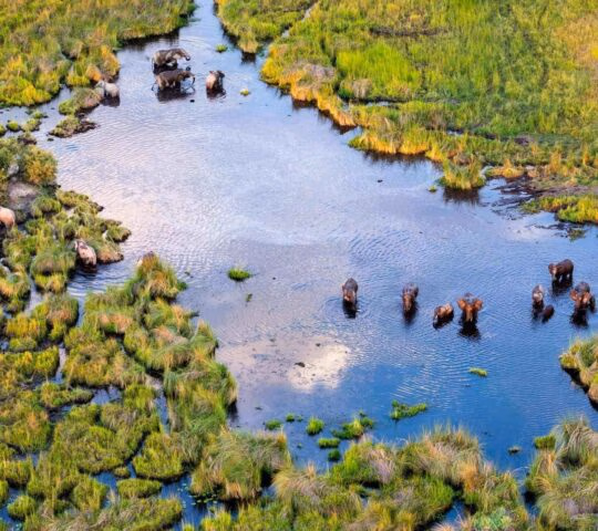 Aerial view of a herd of elephants wading in a river channel among grassy wetlands.