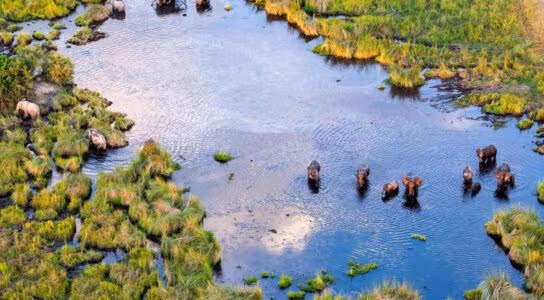 Join morning and afternoon game drives preview image