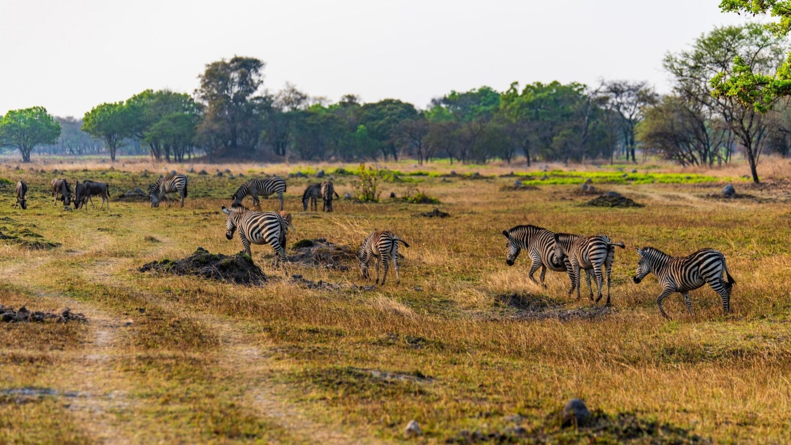 Several zebras grazing on dry grass near a dirt track in Chaminuka Game reserve, with green trees in the background.