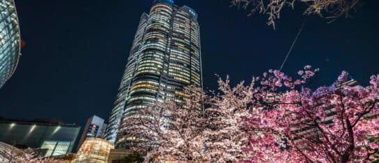 Illuminated pink cherry blossom trees at night with a large illuminated skyscraper rising in the background.