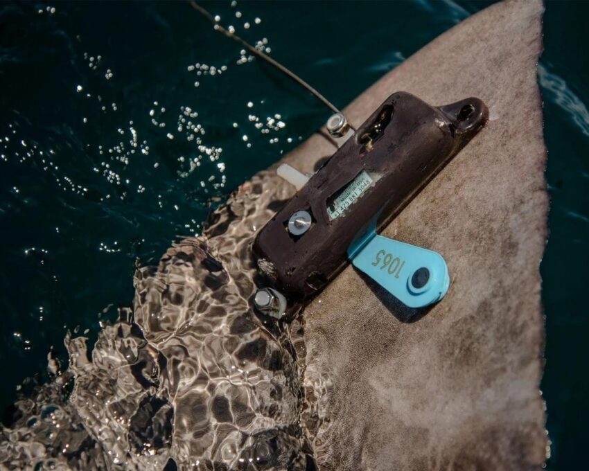 A tracking tag on a hammerhead shark