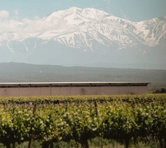 View of vineyards with mountains in the background at Doña Paula winery
