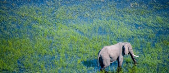 High-angle view of a single elephant wading through clear, grass-filled water.
