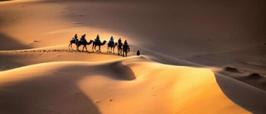 A line of camels carrying people treks across vast, golden desert sand dunes.