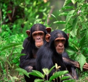 Two chimpanzees sitting closely together amidst dense green forest vegetation.