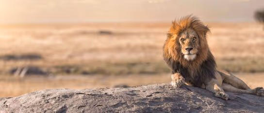 A male lion rests on a large rock formation overlooking a broad savanna plain at sunset.