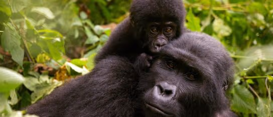 A small baby gorilla rests on the back of an adult gorilla surrounded by lush green foliage.