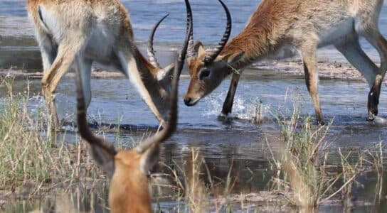 Cruise Xakanaxa Lagoon among kingfishers and hippos preview image