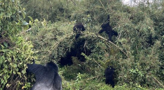 Trek with mountain gorillas and golden monkeys preview image