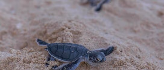 A tiny baby sea turtle crawls across dry sand on a beach with another turtle blurred in the background.