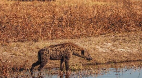 Enjoy exceptional photography opportunities preview image