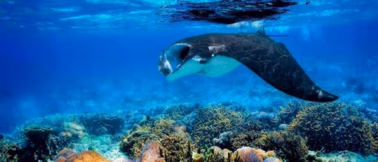 A large manta ray glides through clear blue tropical water above a colorful coral reef.