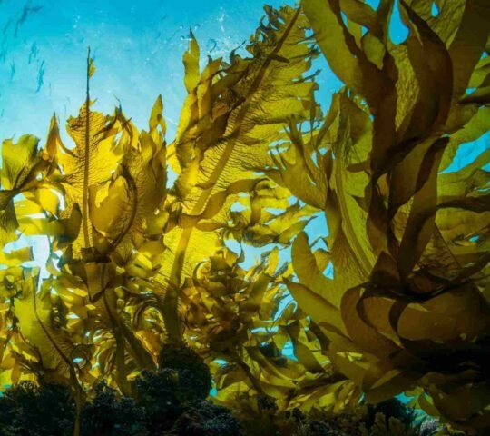 Seaweed floating in the sea with sunlight coming from above