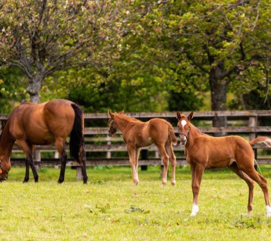 Horses in a field at the Irish National Stud