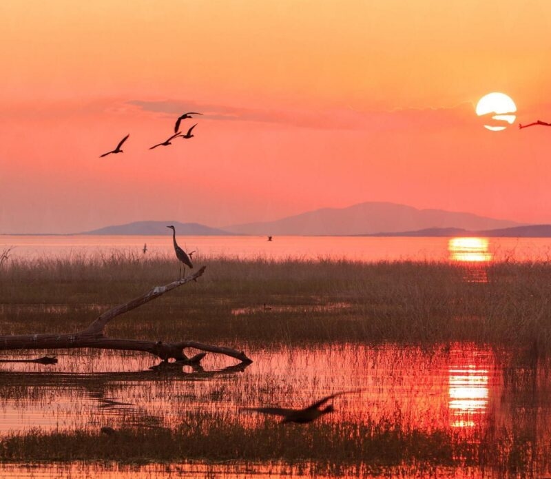 A heron on a log and birds flying at sunset over lake kariba zimbabwe, with dead trees in the calm water. Source: AdobeStock_2604