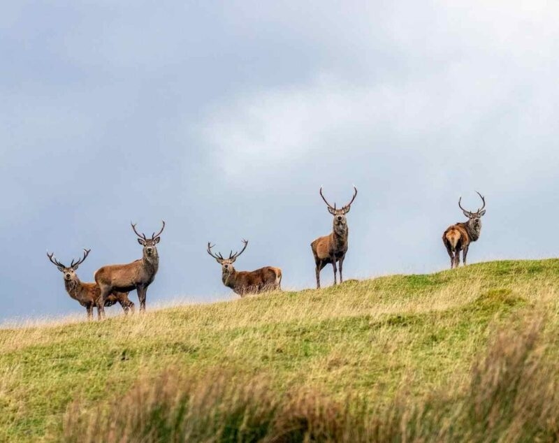 A herd of five stags with large antlers standing on a grassy hillside under a cloudy sky.