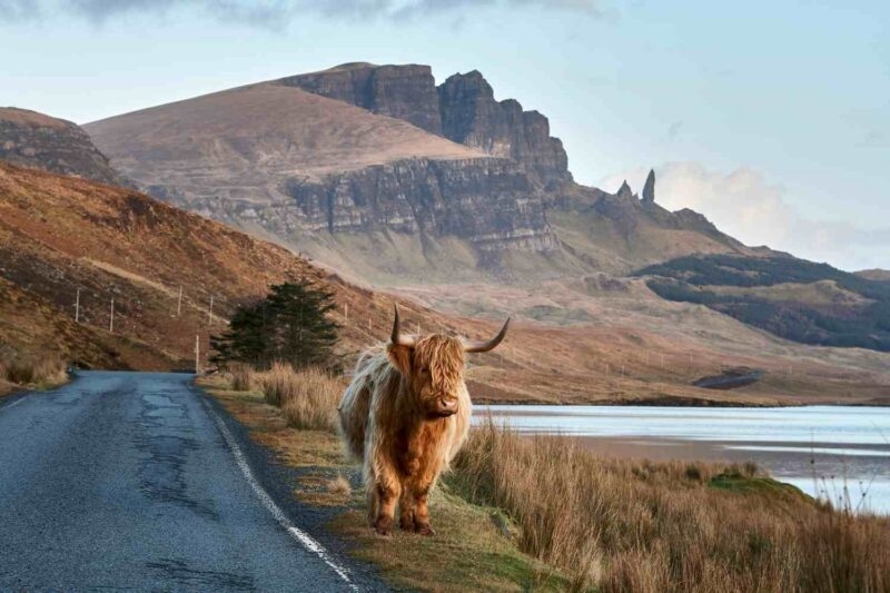 A Highland cow standing on a grassy roadside near water with large rock mountains behind it.