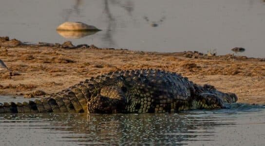 Cruise the lake in search of wildlife preview image