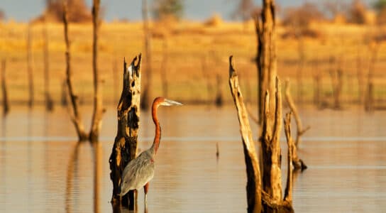 Spot rare birds around Lake Kariba preview image