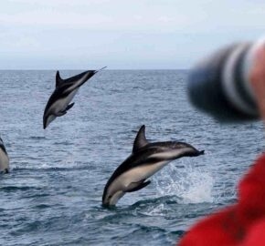Swimming with a pod of over fifty wild dolphins off the coast of Kaikoura, New Zealand, which was truly magical at dawn.